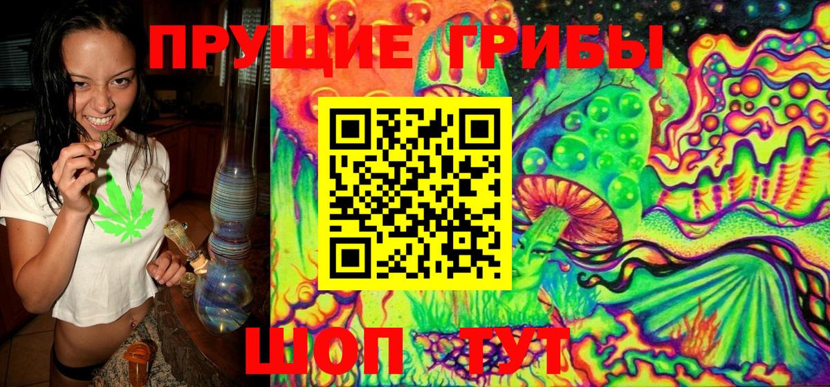 Галлюциногенные грибы Psilocybe Михайловск
